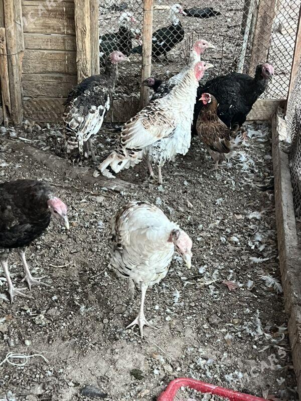 induk - Türkmenabat - img 1