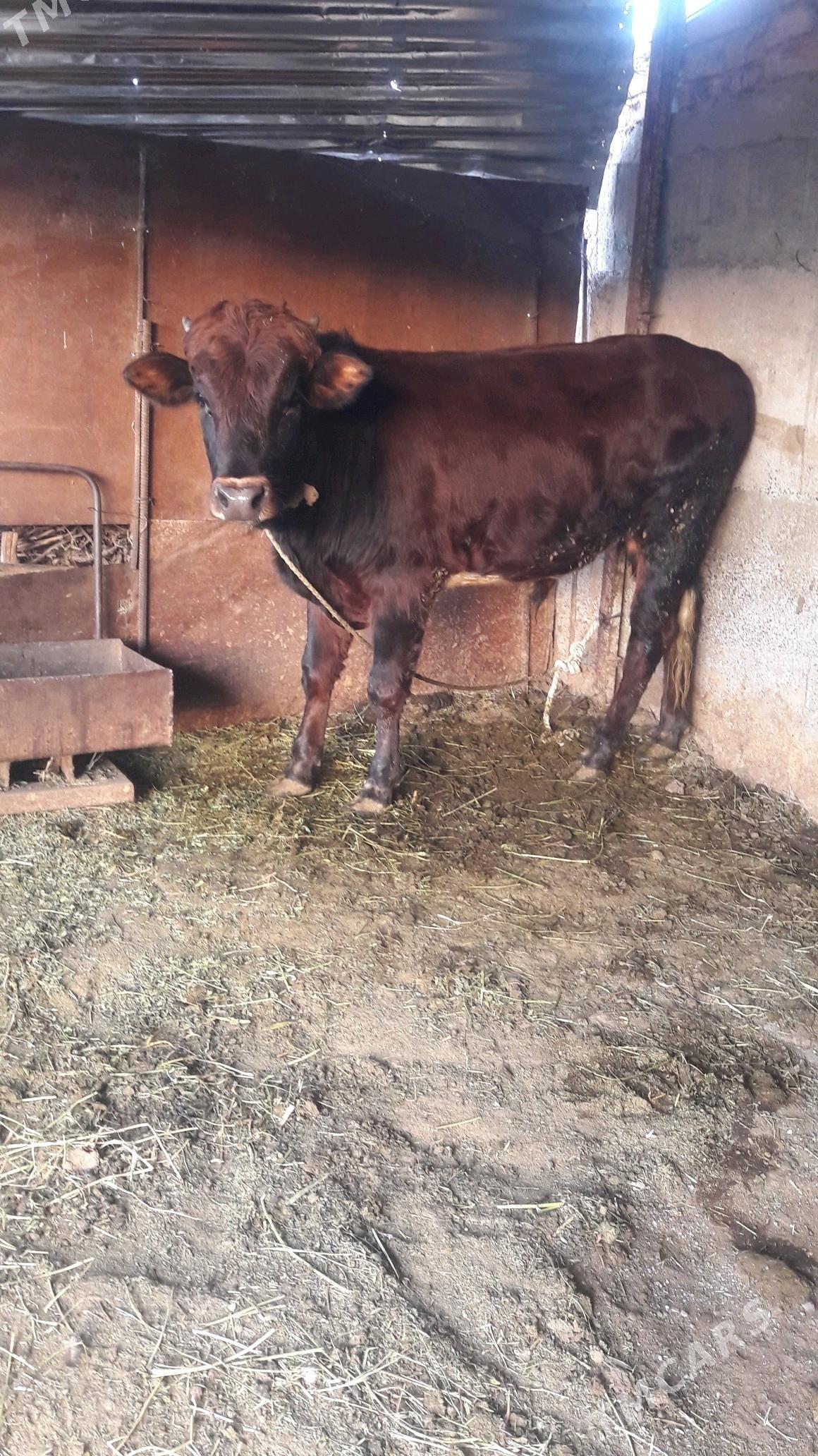 okuz - Gökdepe - img 4