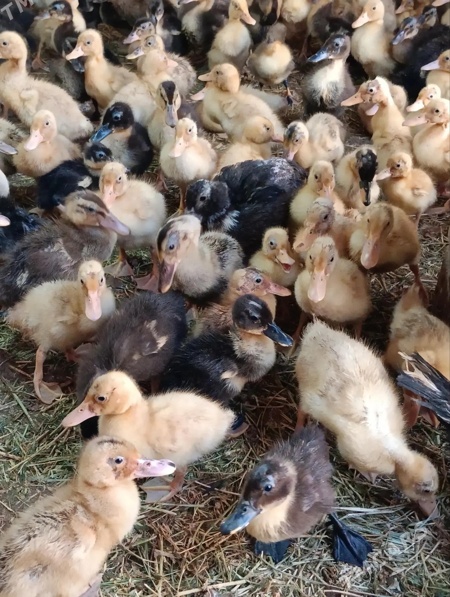 ýaşyl baş gak-gak ördek jüje - Baýramaly - img 1