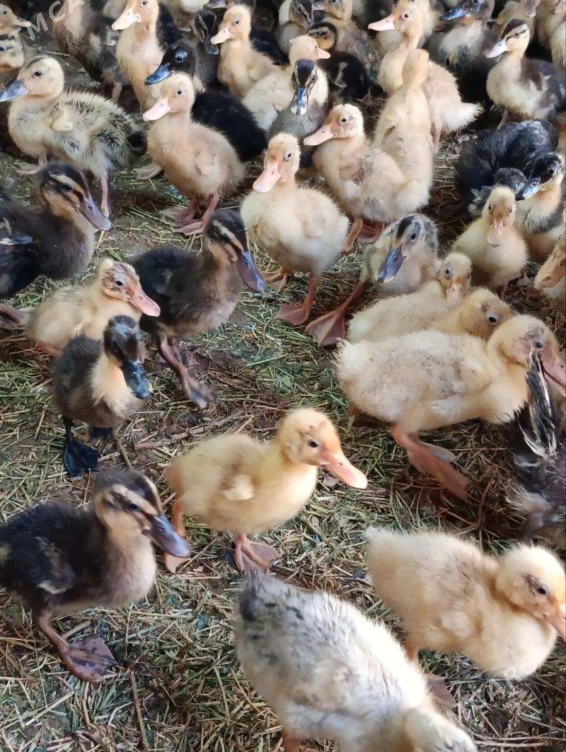 ýaşyl baş gak-gak ördek jüje - Baýramaly - img 2