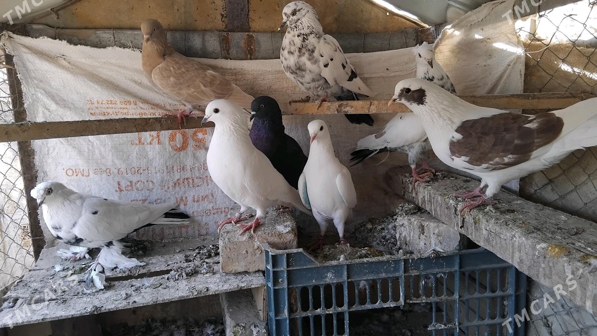 kepderi - Ýolöten - img 4