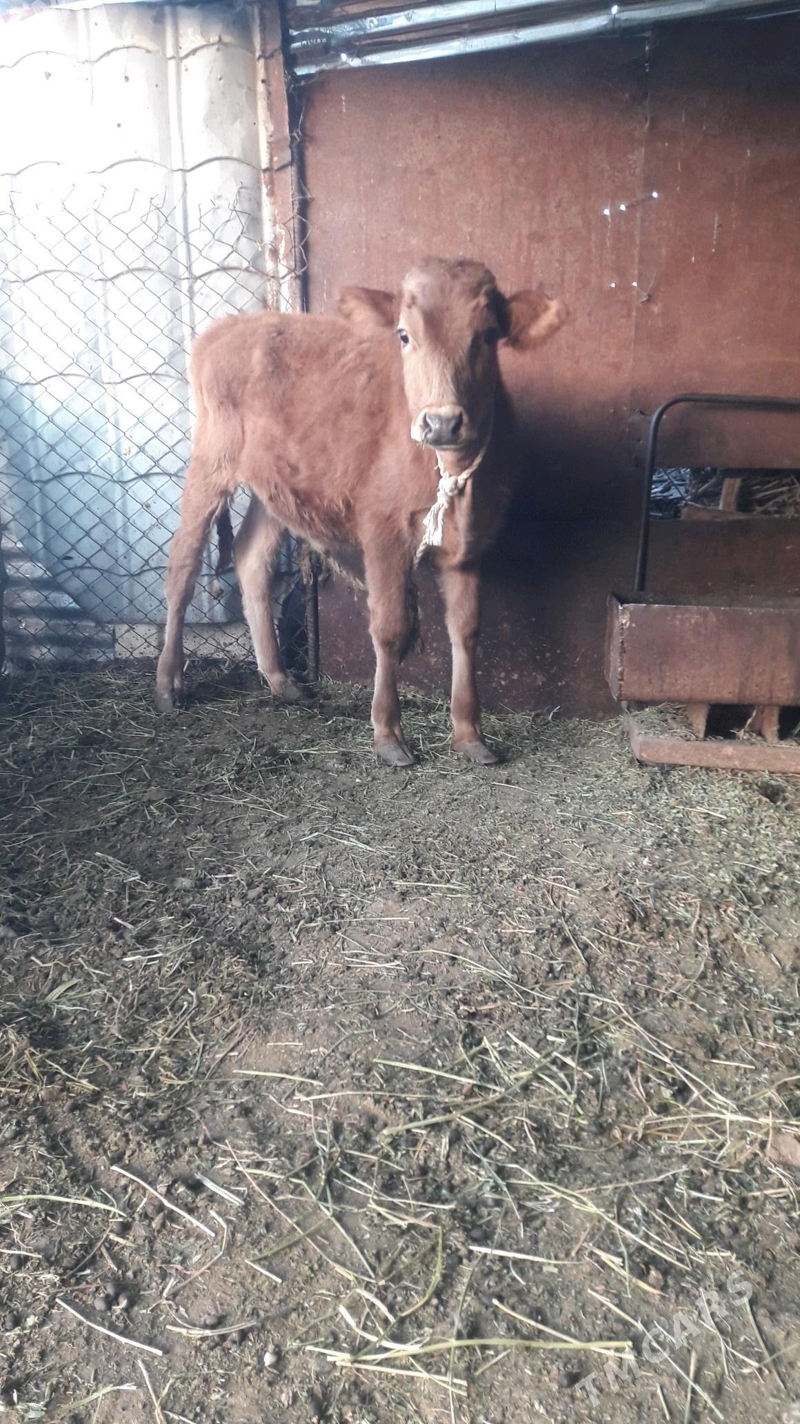 okuz - Гёкдепе - img 3