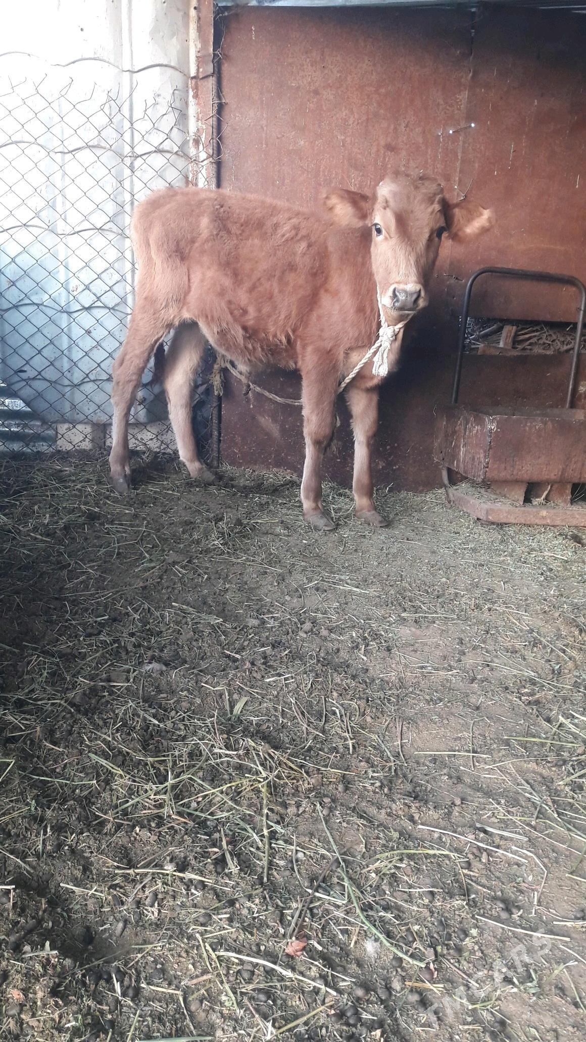 okuz - Гёкдепе - img 2