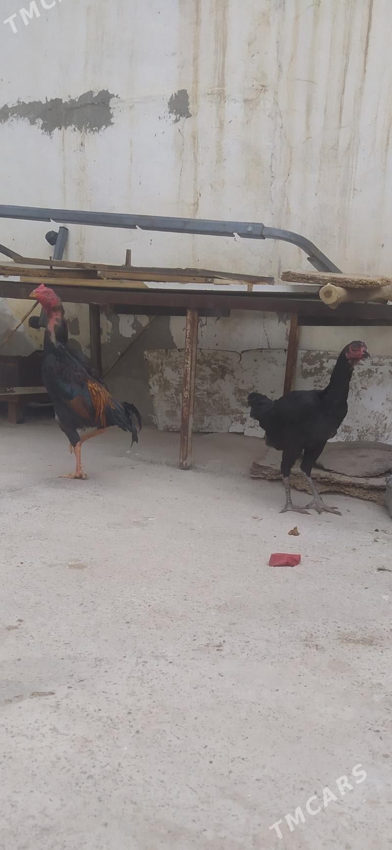 taskent - Aşgabat - img 1