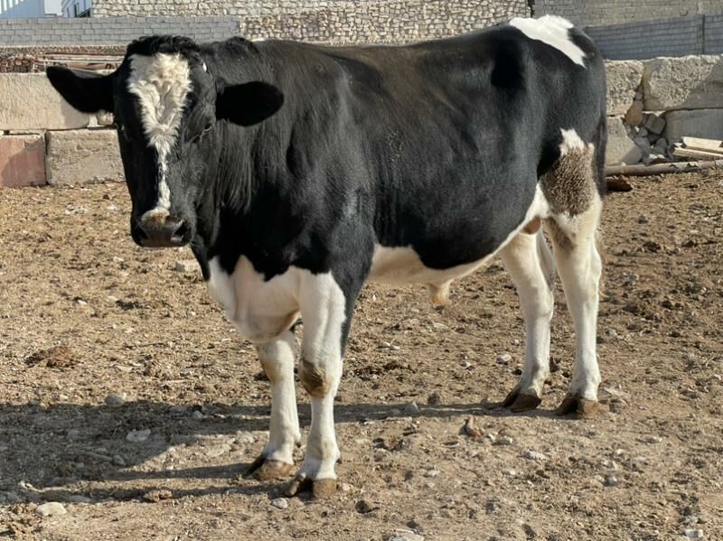 Okuz - Балканабат - img 5