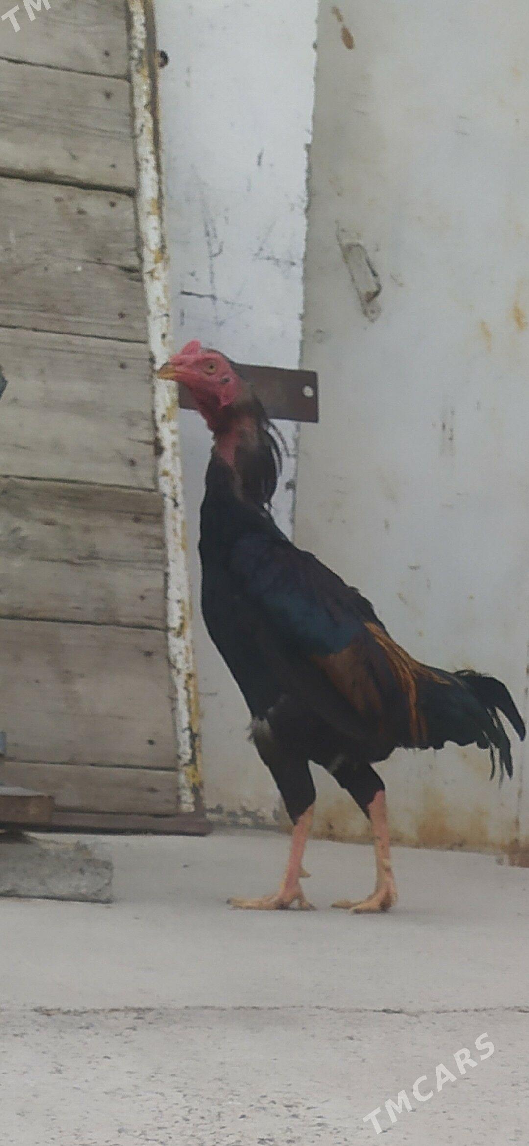 taskent - Aşgabat - img 3