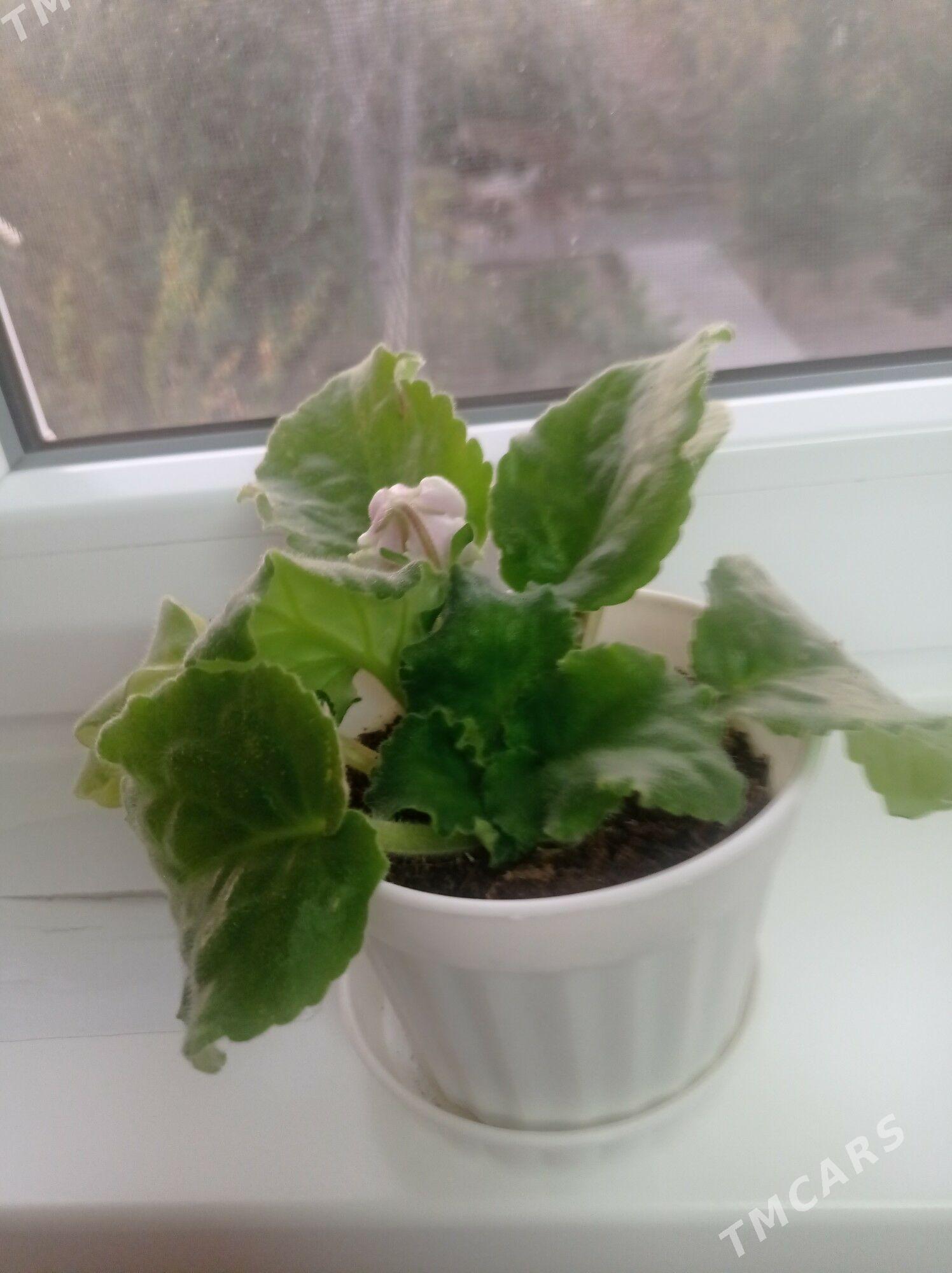 домашни гуллер - 9 mkr - img 2