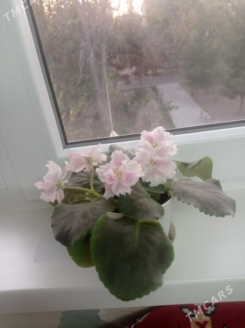 домашни гуллер - 9 mkr - img 4