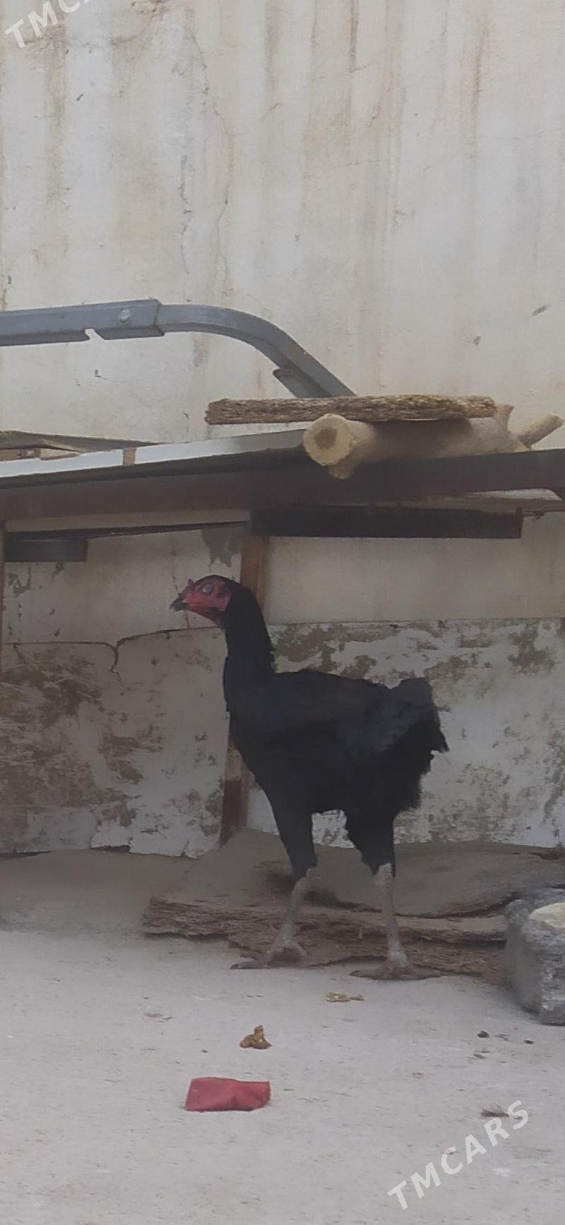 taskent - Aşgabat - img 2