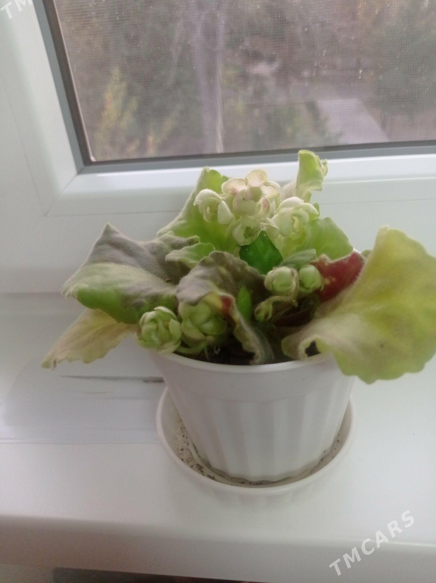 домашни гуллер - 9 mkr - img 3