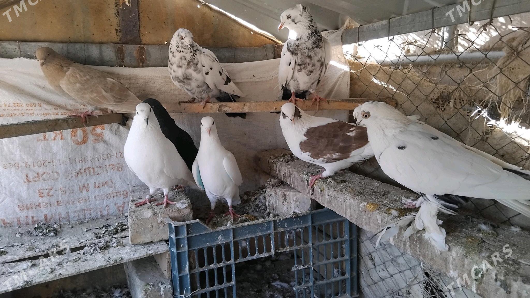 kepderi - Ýolöten - img 6