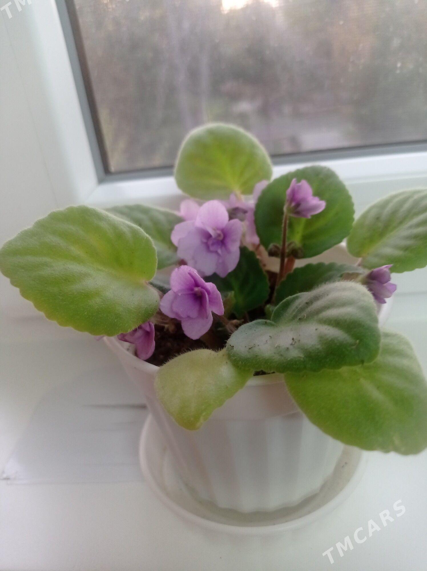 домашни гуллер - 9 mkr - img 1