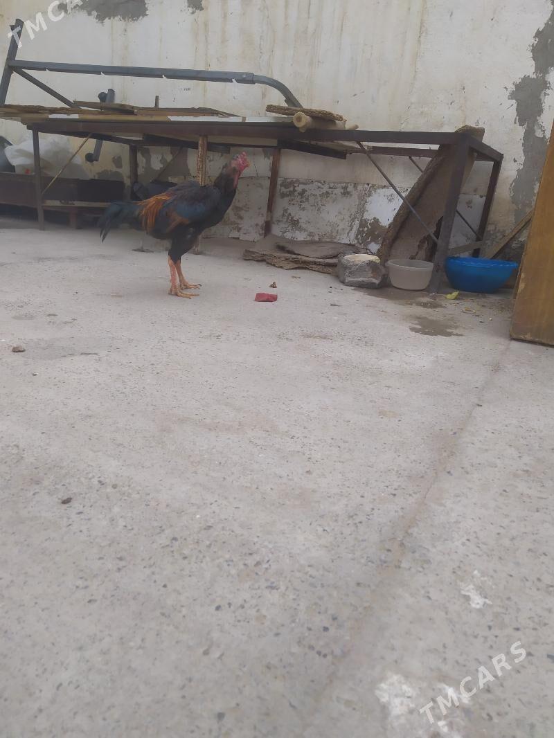 taskent - Aşgabat - img 4