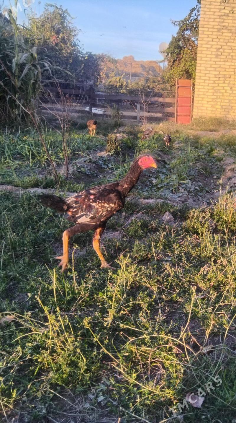 horaz we mäki - Sakar - img 8