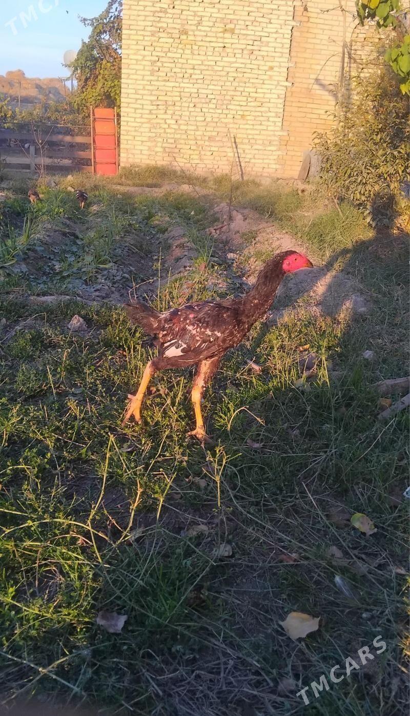 horaz we mäki - Sakar - img 6