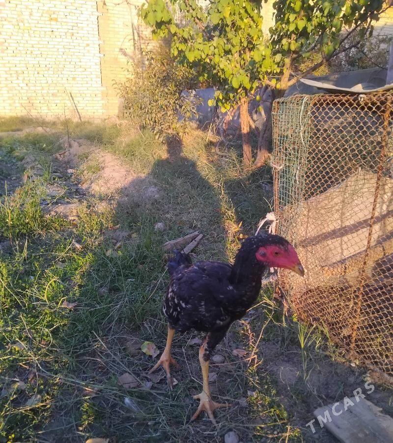 horaz we mäki - Sakar - img 5