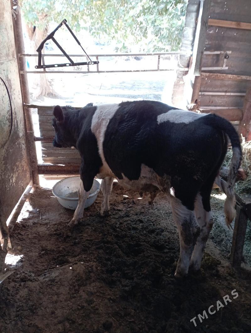 ÖKUZ - Гарадамак - img 4