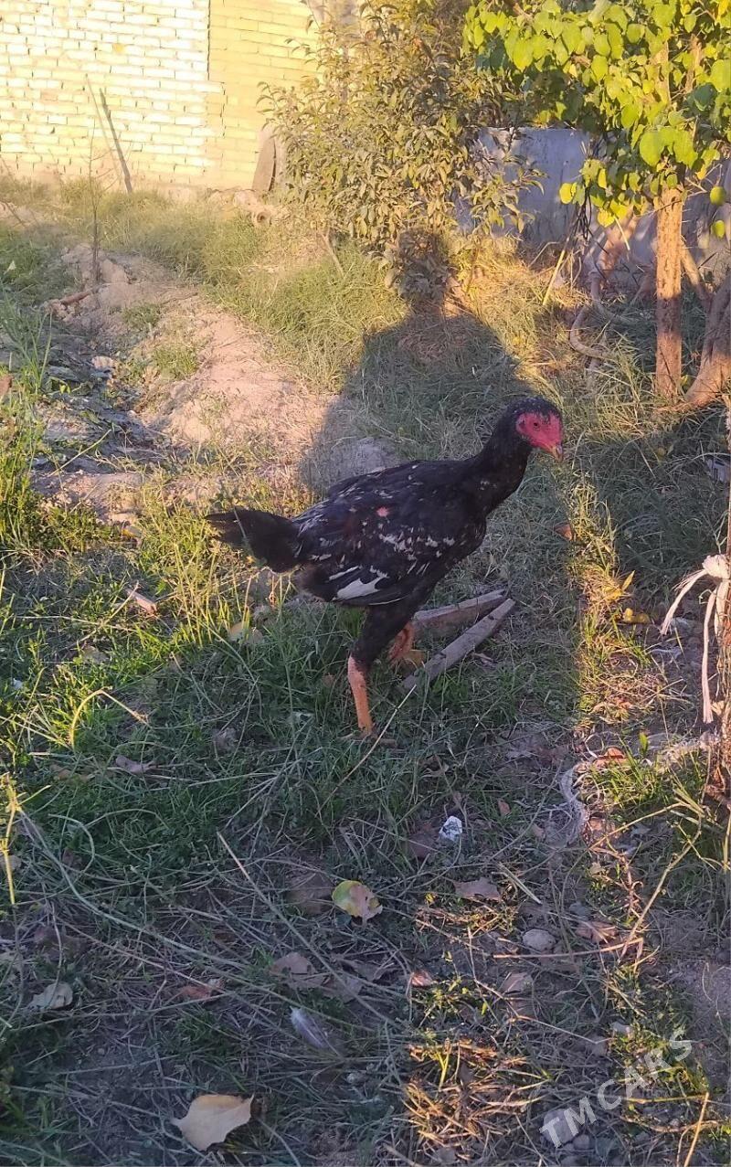 horaz we mäki - Sakar - img 4