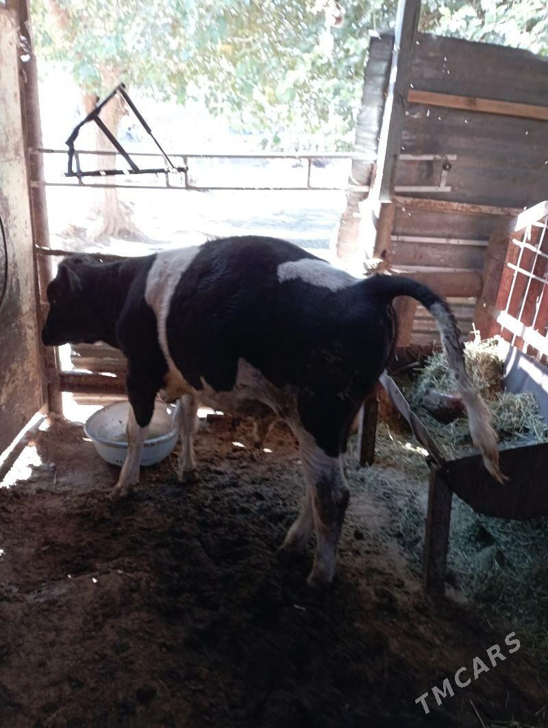 ÖKUZ - Гарадамак - img 2