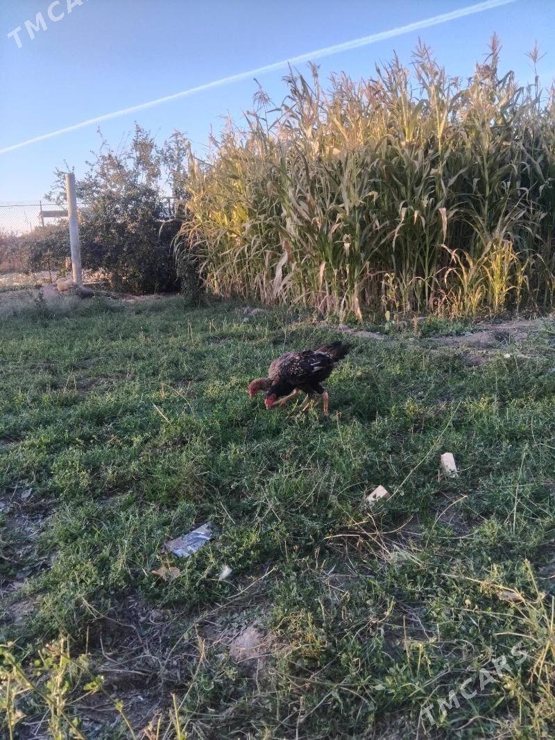 horaz we mäki - Sakar - img 3