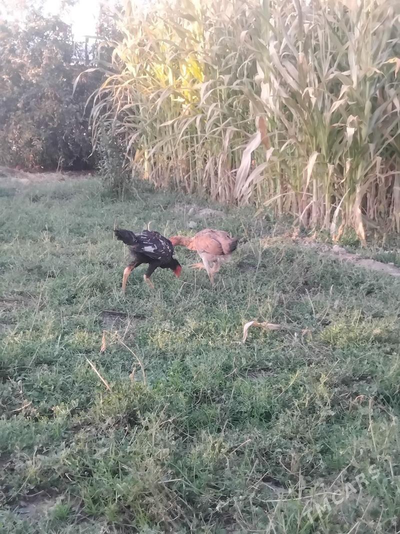 horaz we mäki - Sakar - img 2