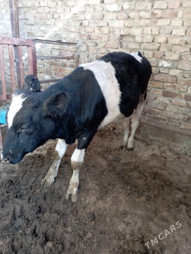 ÖKUZ - Гарадамак - img 3