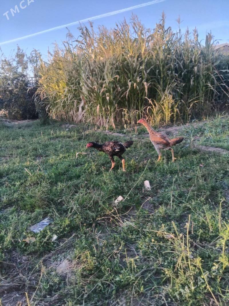 horaz we mäki - Sakar - img 7