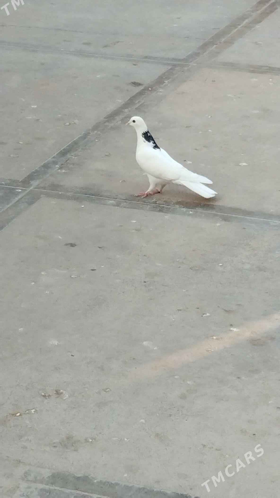 kepderi - Балканабат - img 2