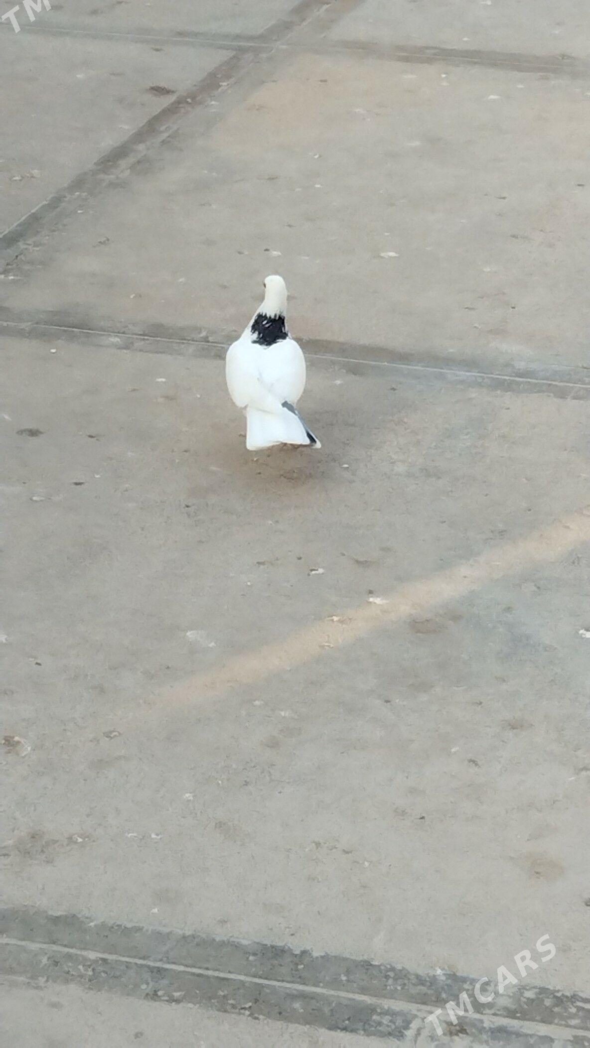 kepderi - Балканабат - img 4