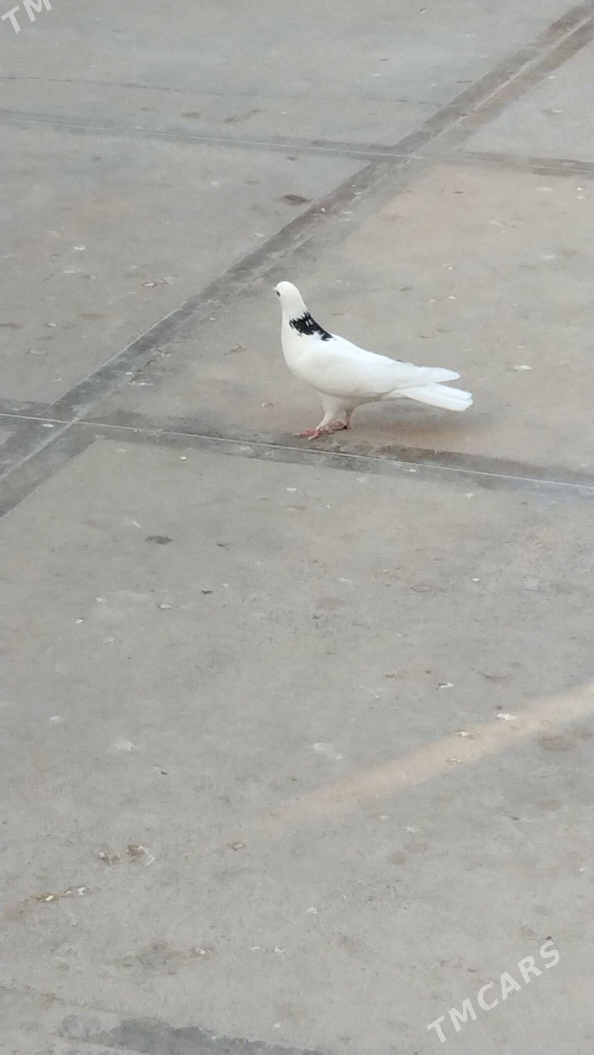 kepderi - Балканабат - img 1