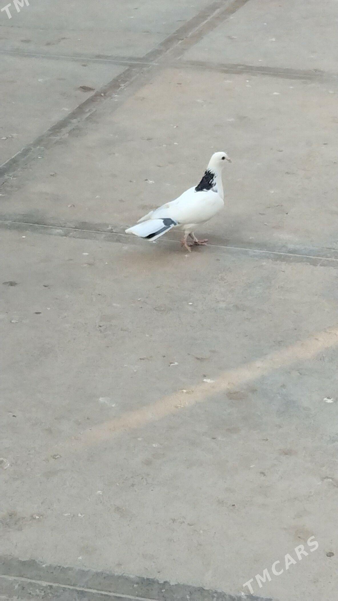 kepderi - Балканабат - img 3