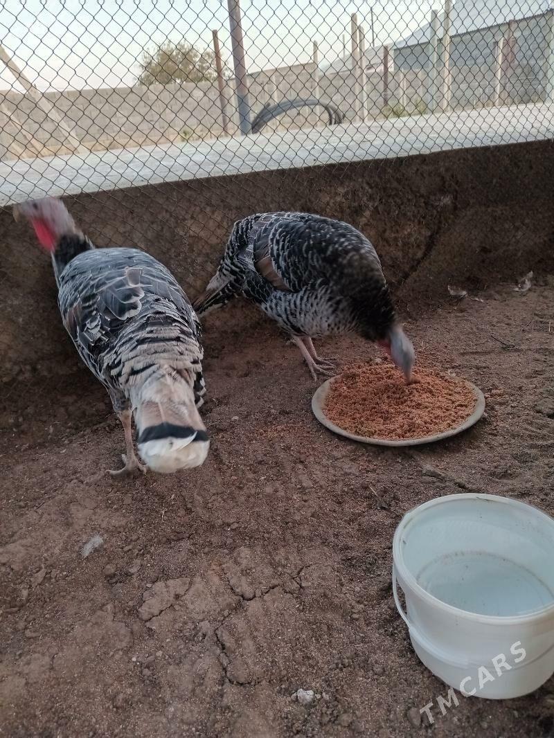 induk - Gökdepe - img 2