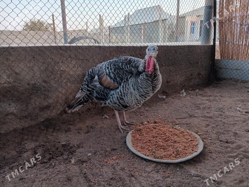 induk - Gökdepe - img 1