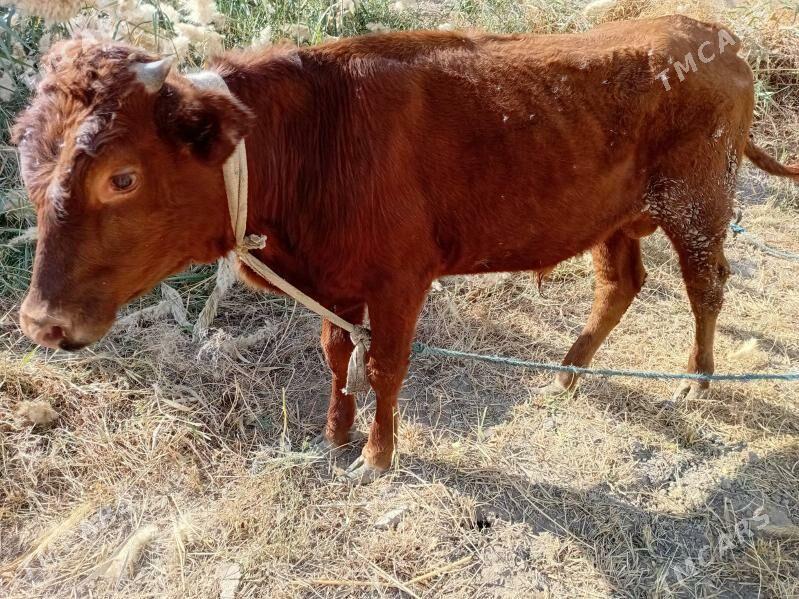 öküz - Туркменабат - img 4