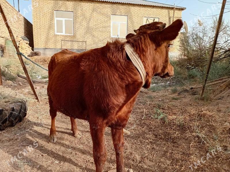 öküz - Туркменабат - img 1