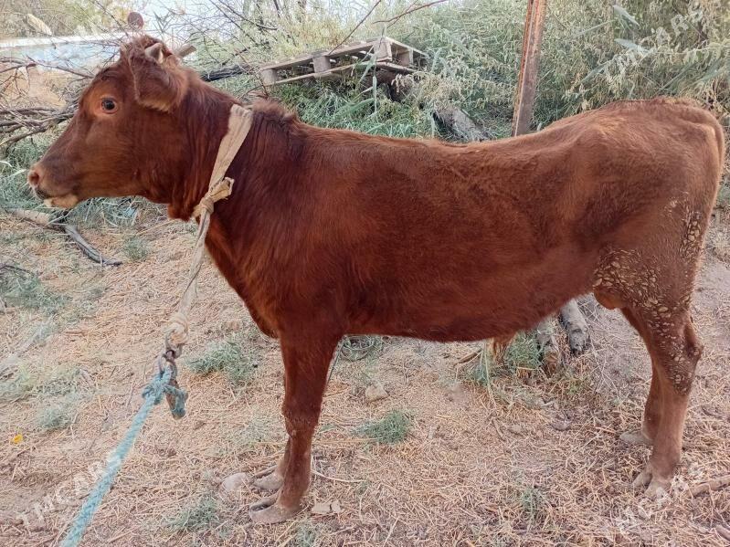 öküz - Туркменабат - img 2