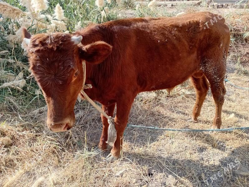 öküz - Туркменабат - img 5