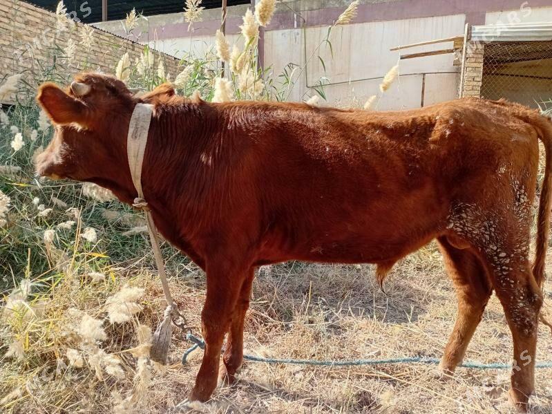 öküz - Туркменабат - img 3