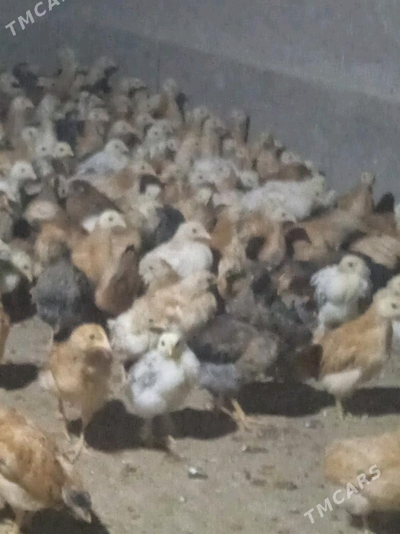 jujejuje - Кака - img 3