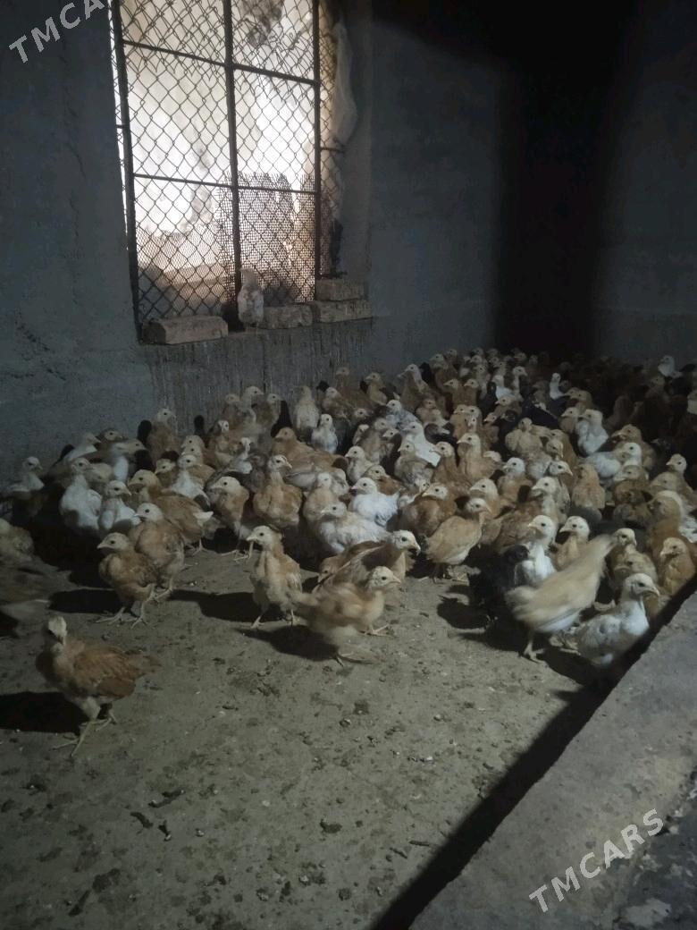 jujejuje - Кака - img 4