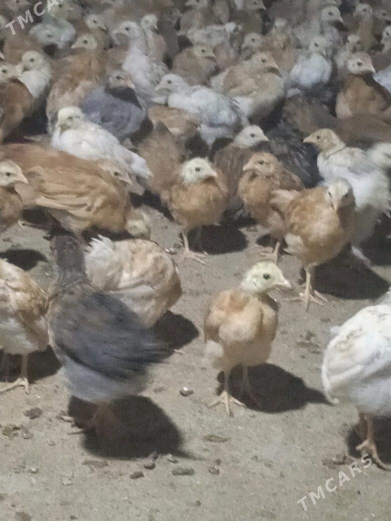 jujejuje - Кака - img 2