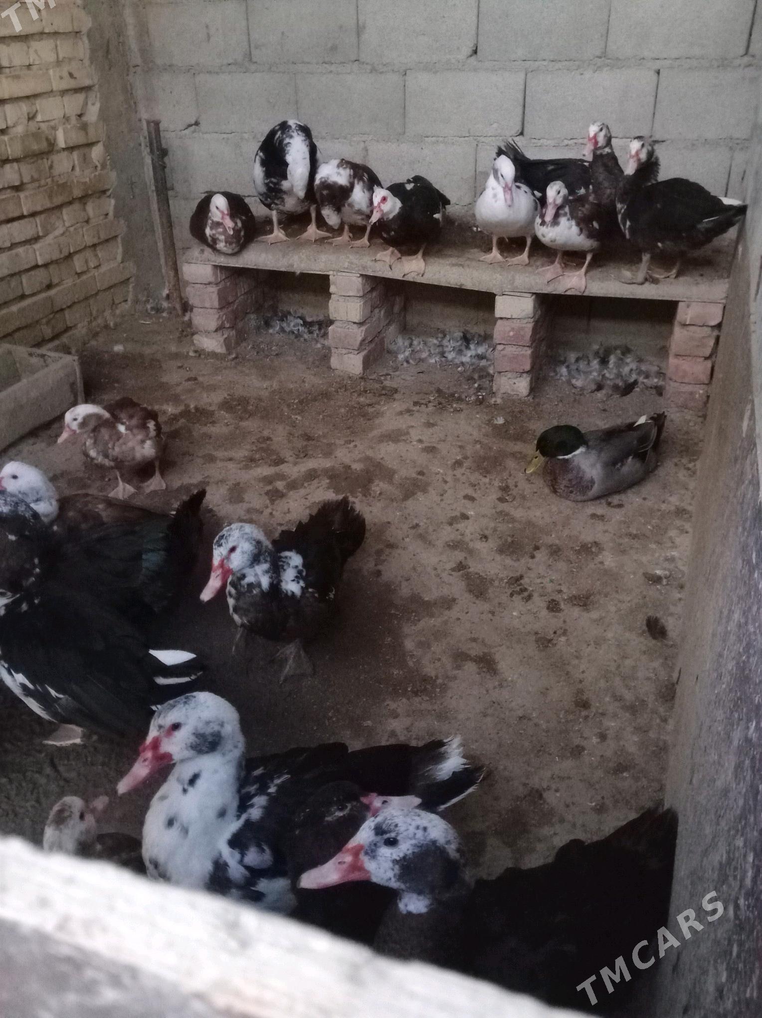 ördek Indawutka horoz - Bäherden - img 1