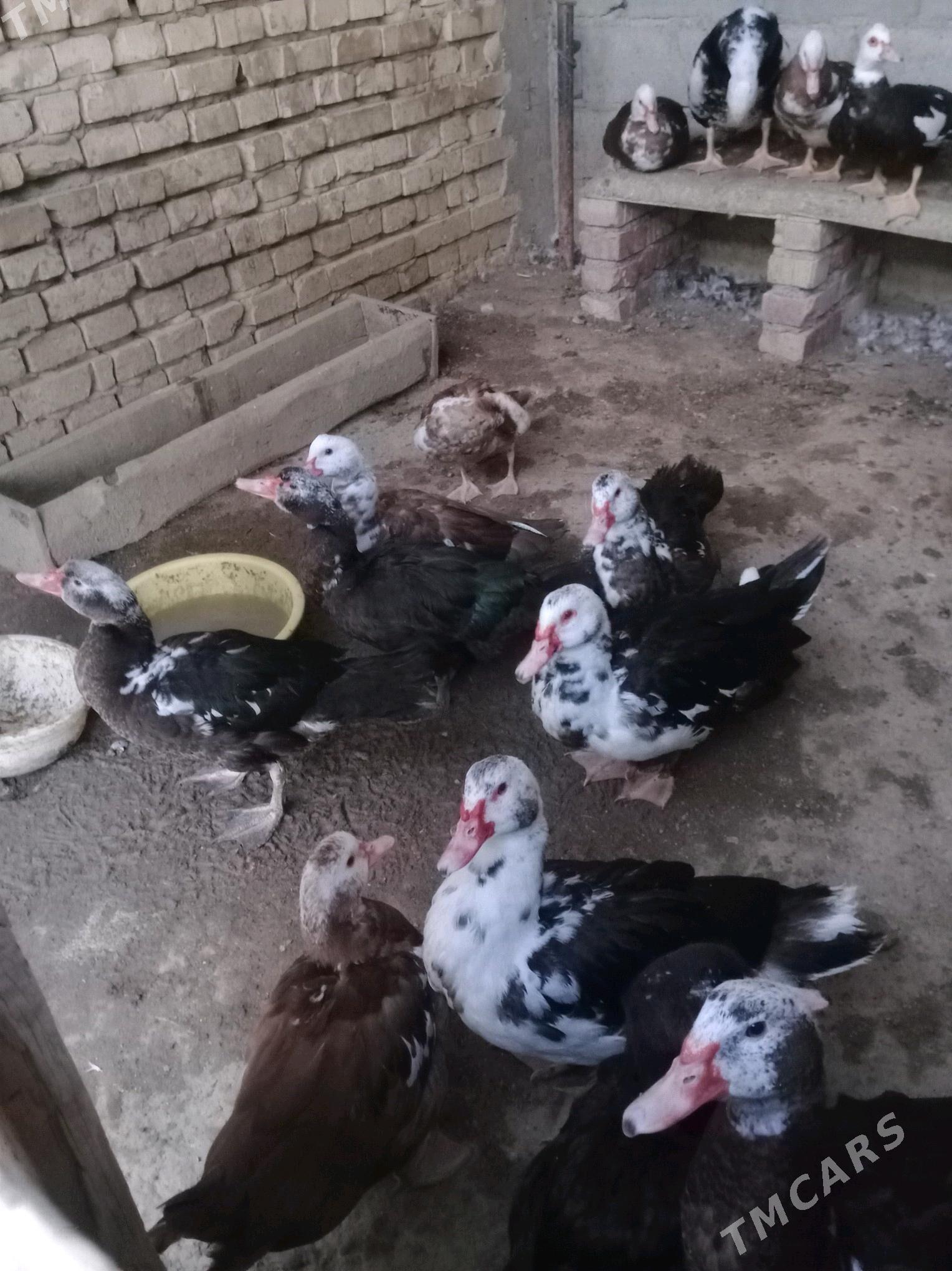 ördek Indawutka horoz - Bäherden - img 2