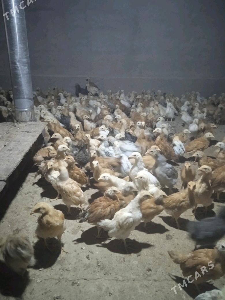 jujejuje - Кака - img 5