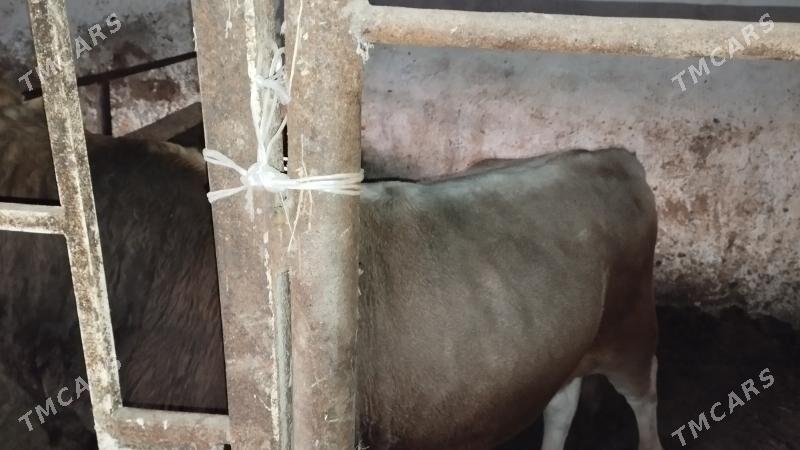 bakylan okuz - Aşgabat - img 2