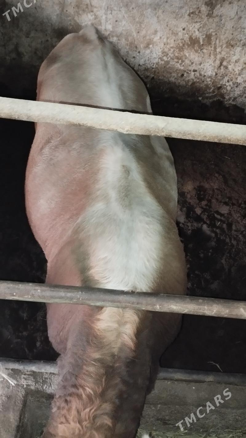 bakylan okuz - Aşgabat - img 1