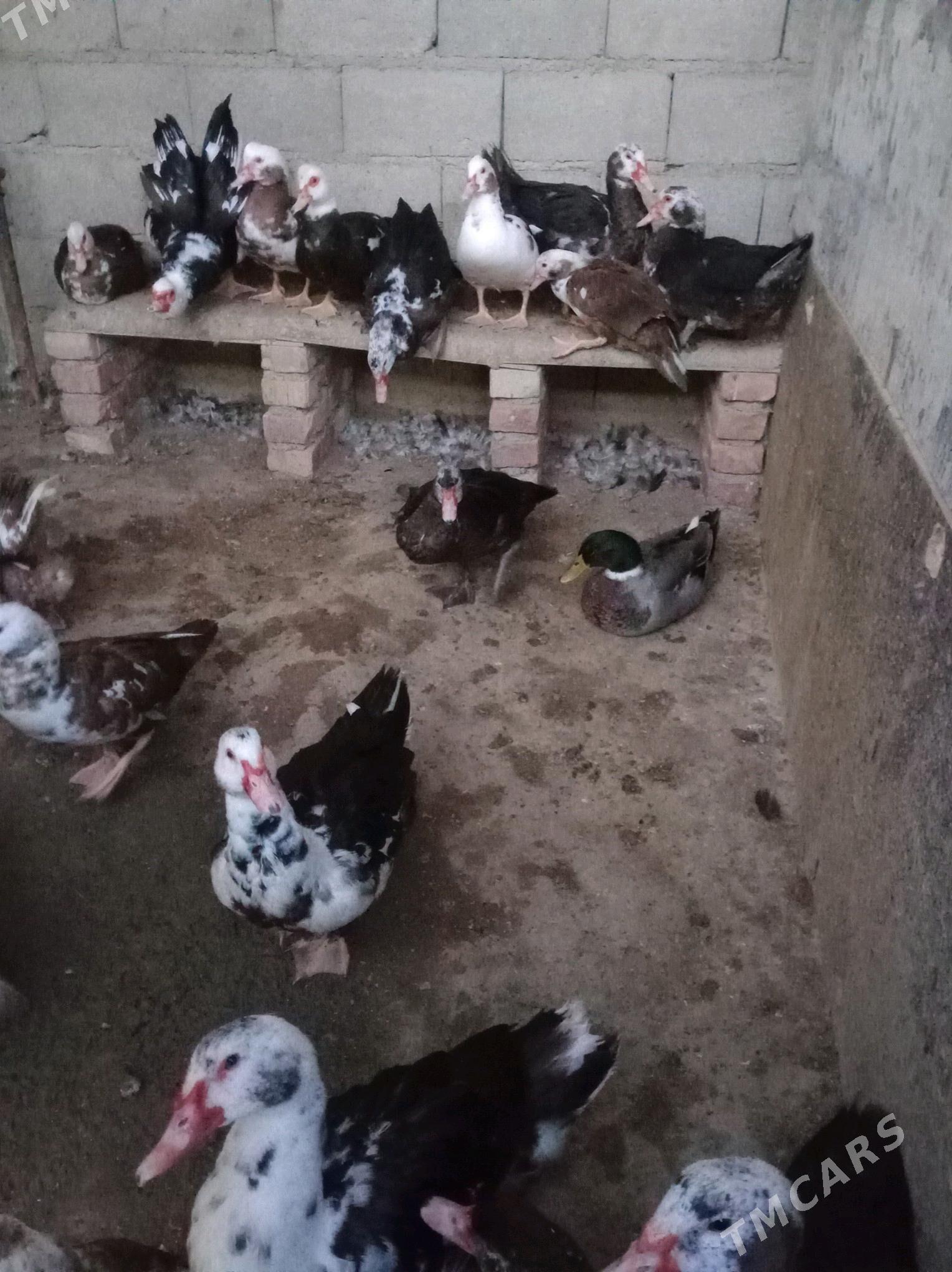 ördek Indawutka horoz - Bäherden - img 3