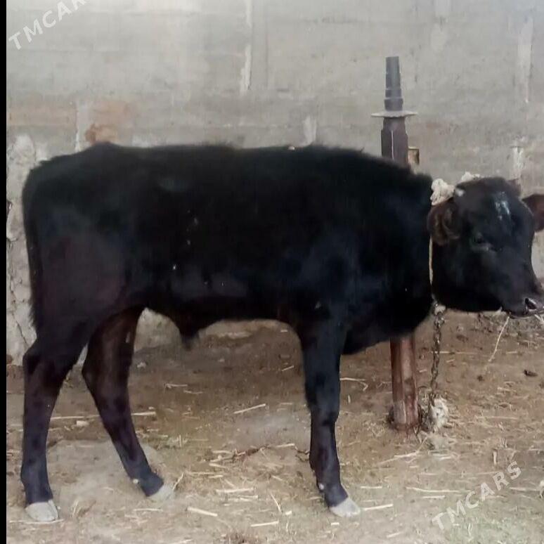 öküz - Ак-Бугдайский этрап - img 4