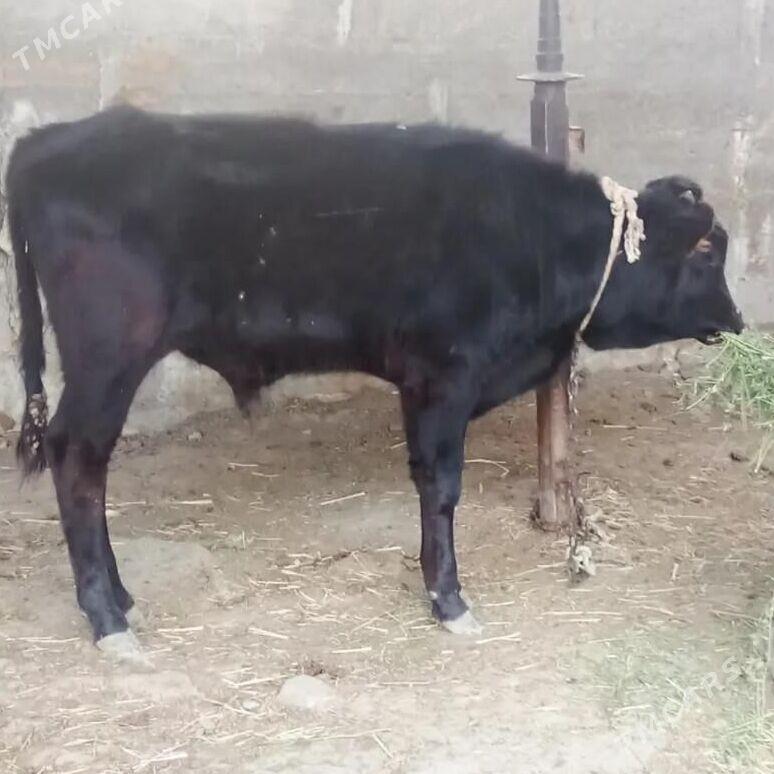 öküz - Ак-Бугдайский этрап - img 2