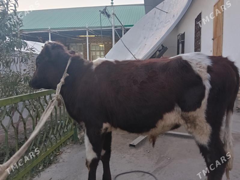 baklyk öküz - Türkmenabat - img 5